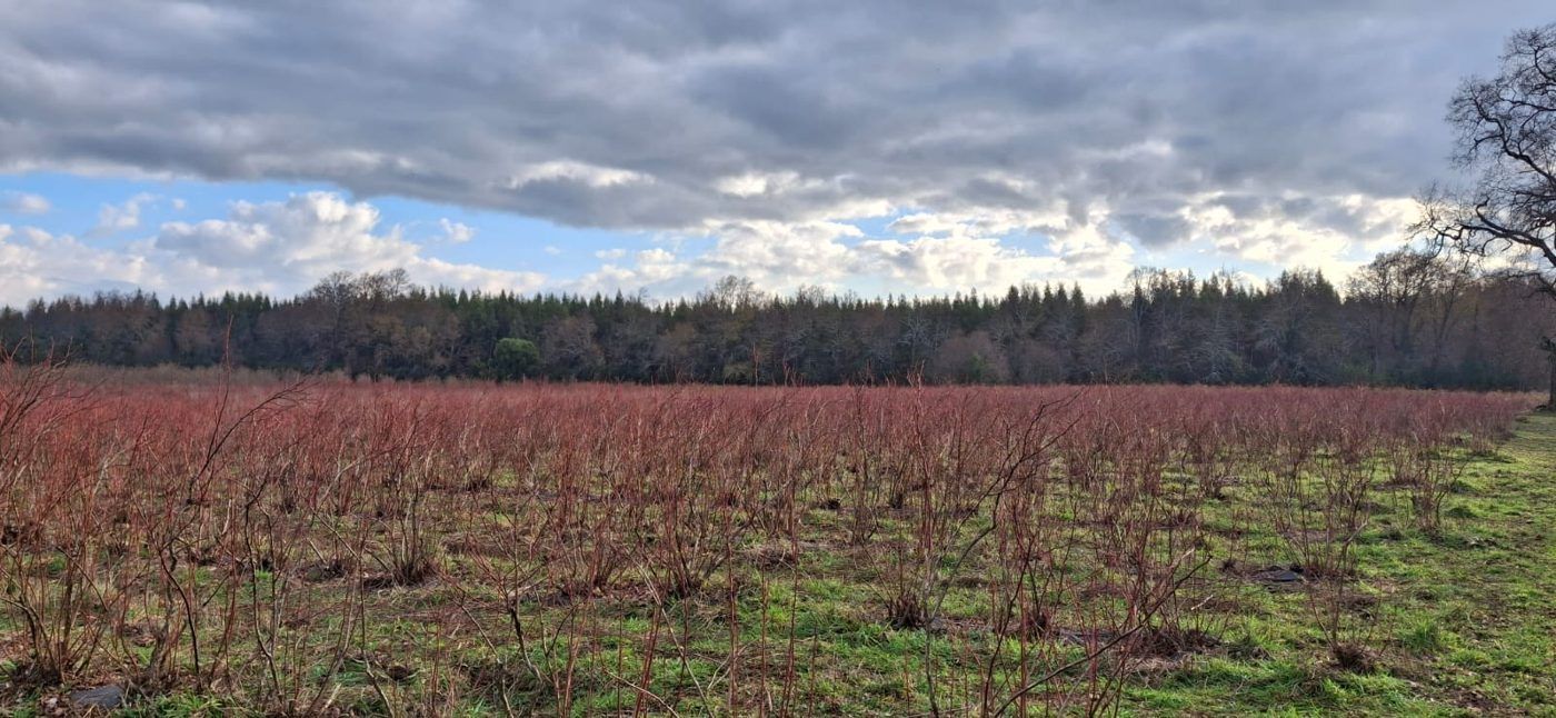 Plantación de arándanos en invierno
