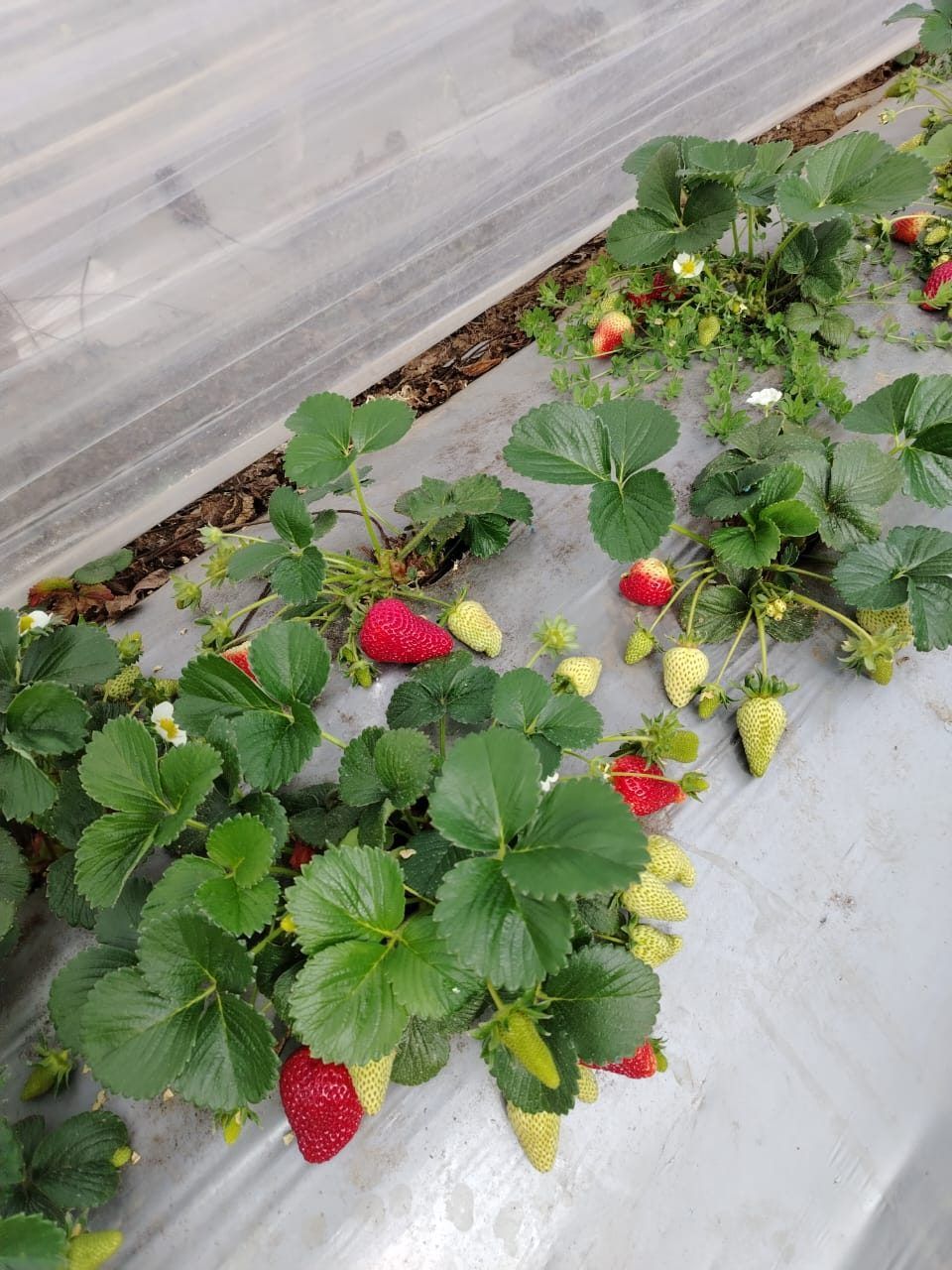 Frutillas en producción