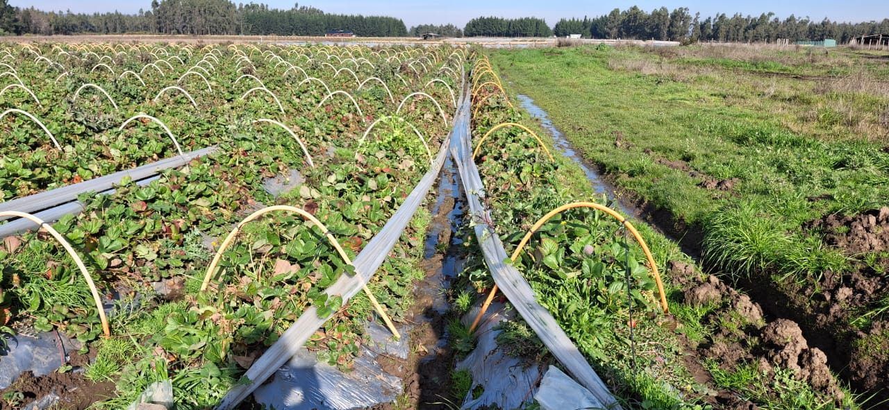 Cultivo de frutillas con microtúneles